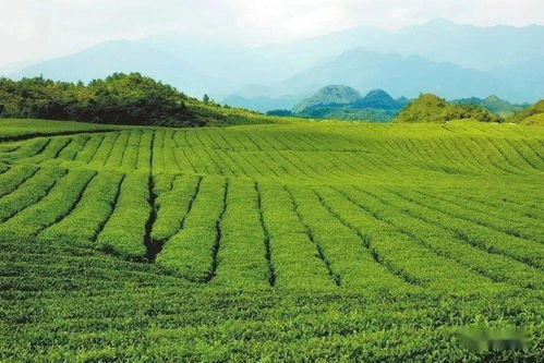 梵凈茶香天下，江口抹茶飄香世界——農副產品銷售的嶄新篇章