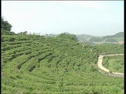 品味自然精華，探尋茶葉種植基地與農(nóng)副產(chǎn)品銷售之旅