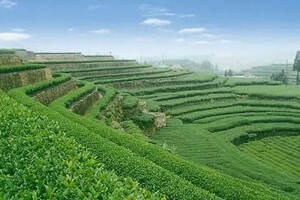 普洱茶黃曲霉素超標(biāo)現(xiàn)象剖析與農(nóng)副產(chǎn)品銷售安全策略