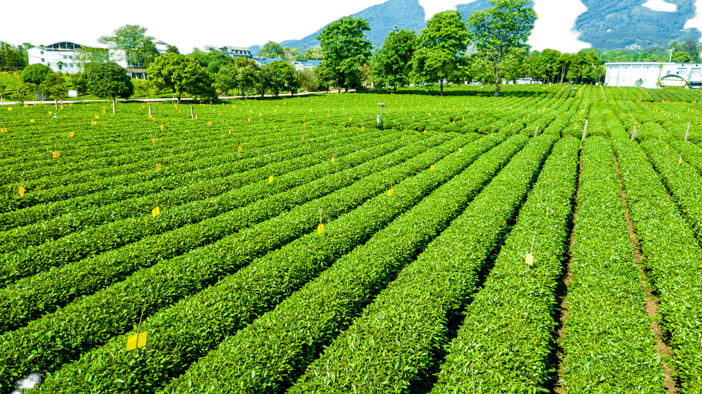 打造視覺盛宴 原創(chuàng)茶園航拍免摳元素，賦能農(nóng)副產(chǎn)品品牌升級(jí)與銷售