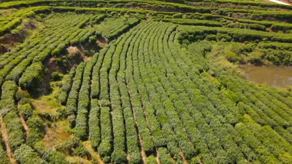 英山云霧茶榮獲國家地標(biāo)產(chǎn)品保護(hù)示范區(qū)授牌，助推茶葉產(chǎn)業(yè)高質(zhì)量發(fā)展