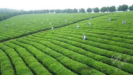 創(chuàng)新轉(zhuǎn)型，合作趕超 赤壁茶發(fā)集團(tuán)引領(lǐng)區(qū)域茶企與農(nóng)副產(chǎn)品銷售快速發(fā)展