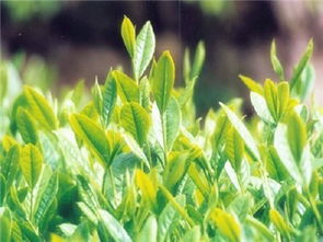 蘇茶早 品種特性、栽培要點(diǎn)及市場前景分析