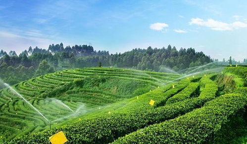 長壽之村 揭秘我國硒含量第一村的健康密碼與農(nóng)副產(chǎn)品新機(jī)遇