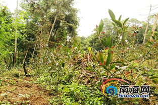 紫娟南渡五指山 新品種引種成功填補(bǔ)海南高端茶產(chǎn)業(yè)空白